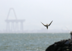 Sternula antillarum browni