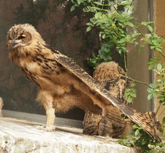 Bubo bubo