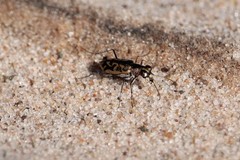 Cylindera suturalis
