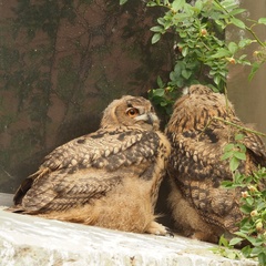 Bubo bubo