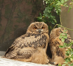 Bubo bubo