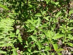 Cornus sericea occidentalis