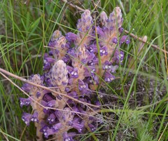 Phelipanche caesia