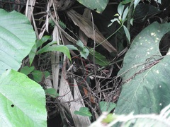 Black-Bellied Wren photo 3