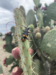 Dendrobias mandibularis