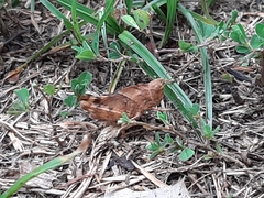 Dissosteira carolina