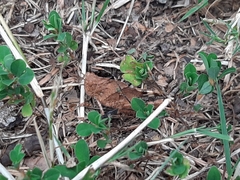 Dissosteira carolina