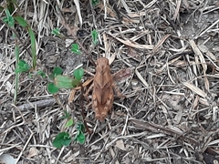 Dissosteira carolina