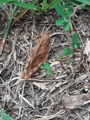 Dissosteira carolina