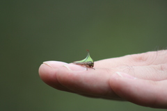 Umbonia