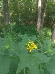 Smallanthus uvedalia