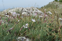 Dianthus lumnitzeri