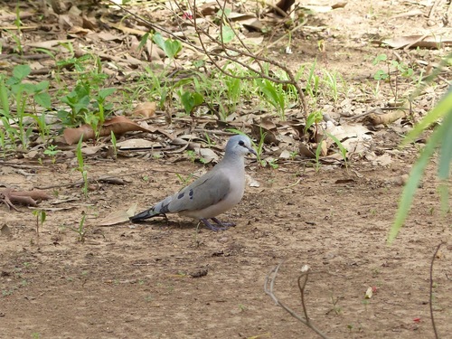 Black-billed Wood Dove (Turtur abyssinicus), photo 10