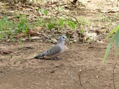 Turtur abyssinicus