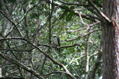 Accipiter striatus chionogaster