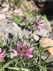 Trifolium attenuatum