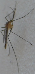 Culicinae