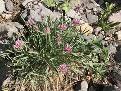 Trifolium attenuatum