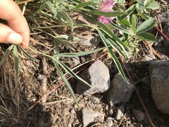 Trifolium attenuatum