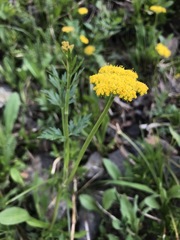 Pseudocymopterus