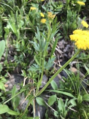 Pseudocymopterus