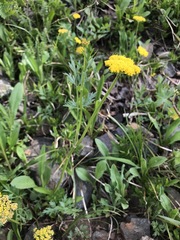 Pseudocymopterus