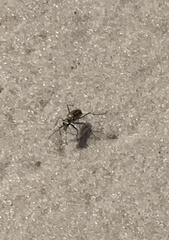 Ellipsoptera marginata