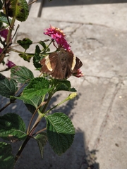 Thorybes pseudocellus