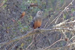 Pseudosaltator rufiventris