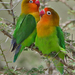Fischer's Lovebird - Photo (c) Nik Borrow, some rights reserved (CC BY-NC)