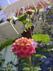 Thorybes pseudocellus