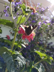 Thorybes pseudocellus