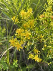 Hypericum densiflorum