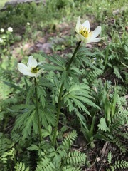 Trollius laxus