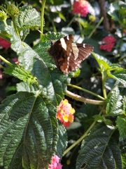 Thorybes pseudocellus