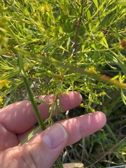 Hypericum densiflorum