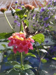 Thorybes pseudocellus