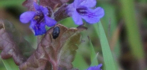 Sagittogethes ovatus