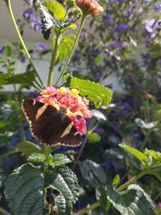 Thorybes pseudocellus