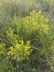 Hypericum densiflorum