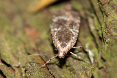 Agonopterix hypericella
