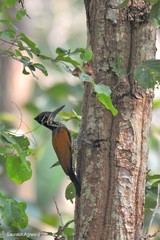 Chrysocolaptes guttacristatus