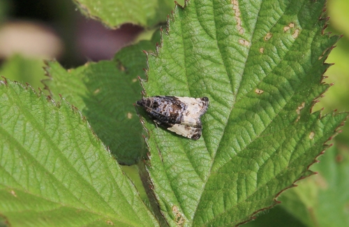 Plum Tortrix, photo 4 of 8