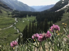 Trifolium attenuatum