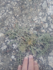 Pedicularis semibarbata