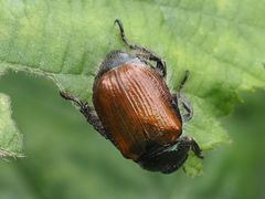 Phyllopertha horticola