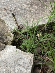 Thamnophis sirtalis sirtalis