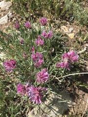 Trifolium attenuatum
