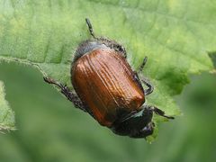 Phyllopertha horticola