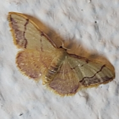 Idaea ostrinaria